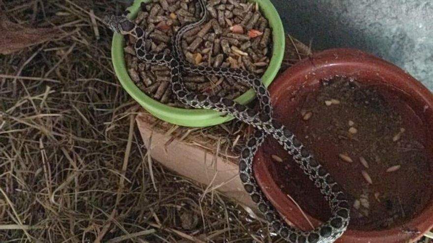 Una serpiente se cuela en la &#039;residencia de invierno&#039; de dos ratones en Sant Jordi