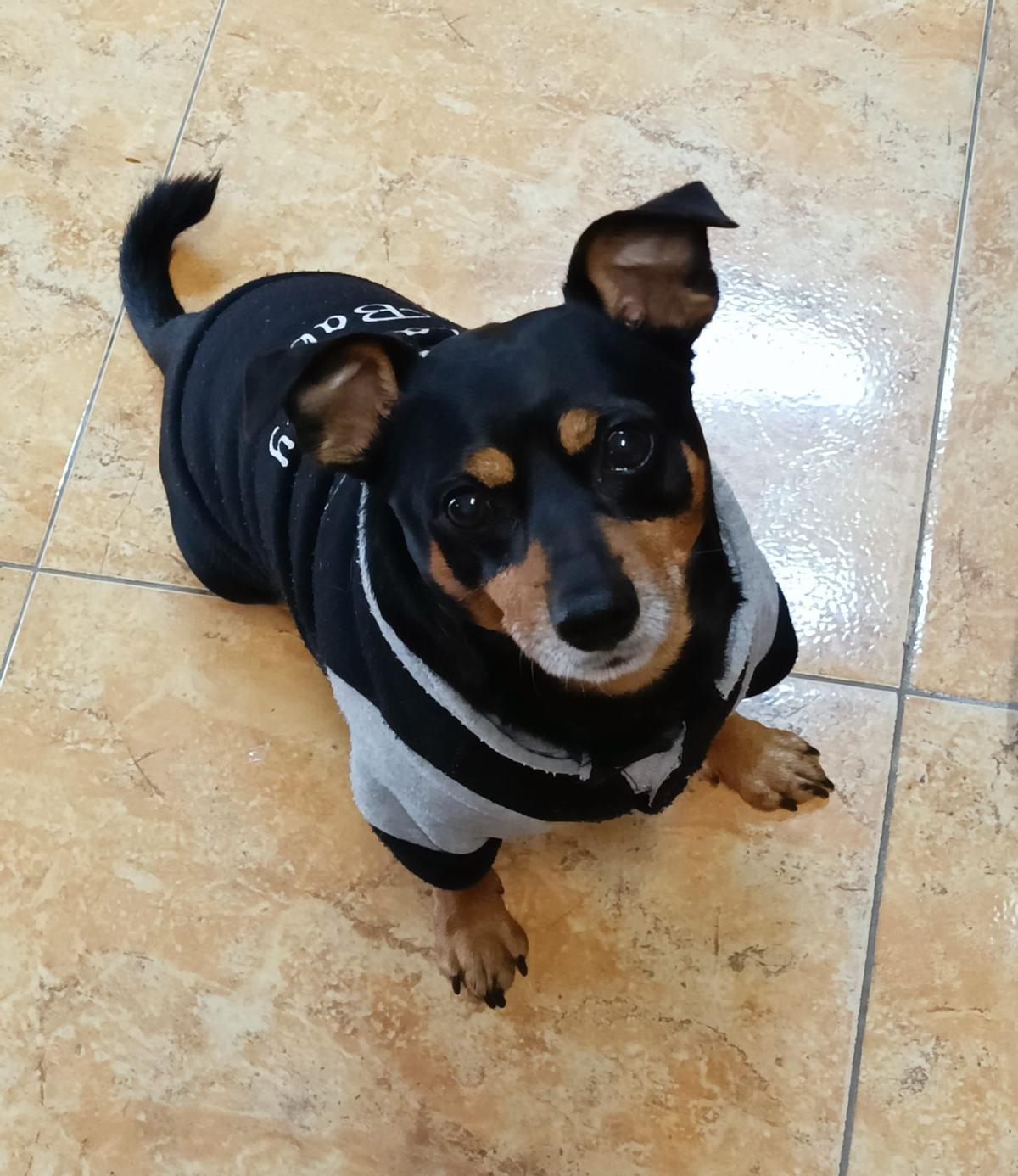 'Chewi', fallecido el pasado 12 de diciembre 2025 en Argana Alta, en Arrecife, tras ser atacado por dos perros presa canarios.