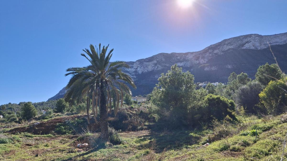Los terrenos donde debía estar construyéndose la segunda residencia de mayores de Dénia
