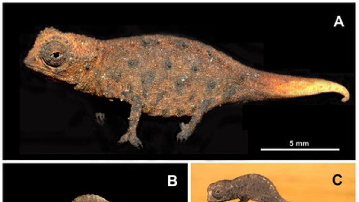 Ejemplar juvenil de 'Brookesia micra', considerado el camaleón más pequeño del mundo.