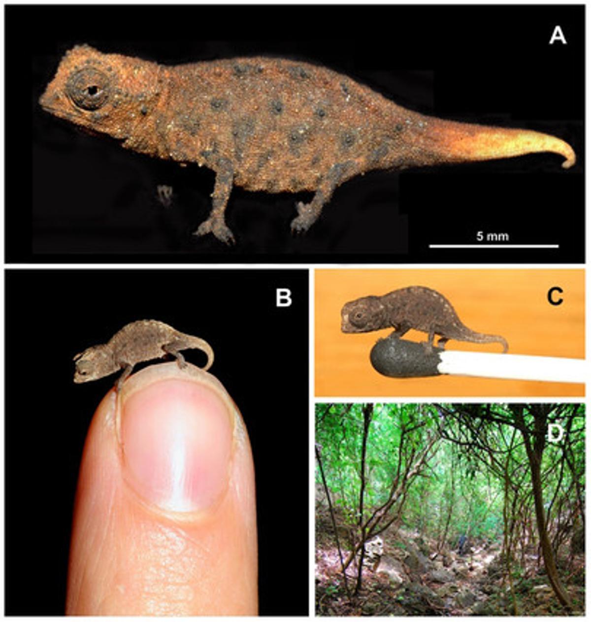 Ejemplar juvenil de 'Brookesia micra', considerado el camaleón más pequeño del mundo.