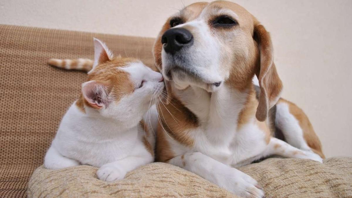 Un gato y un perro.