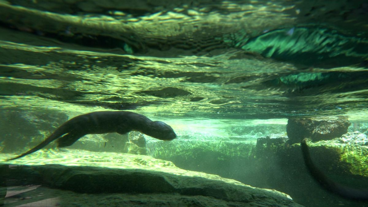 Una cría de nutria gigante en el agua
