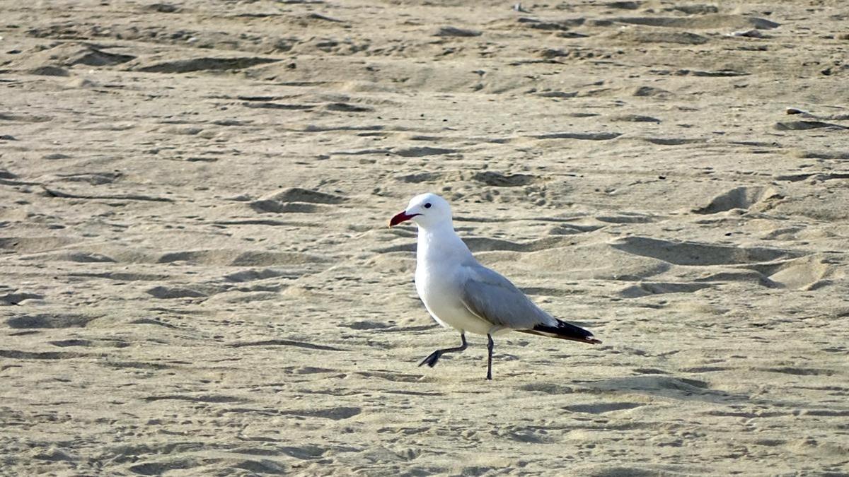 gaviota audouin poblenou barcelona