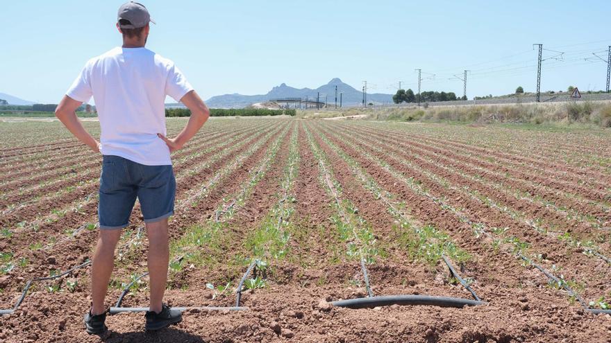 La caída del precio de fertilizantes y piensos alivia los costes de explotación al campo valenciano