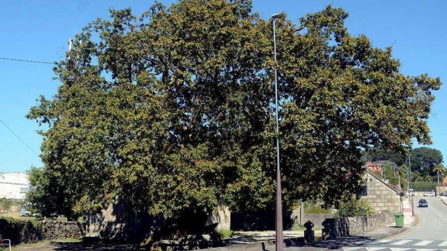 Carballo de Santa Margarida, catalogado como uno de los árboles singulares de Galicia. // Rafa Vázquez