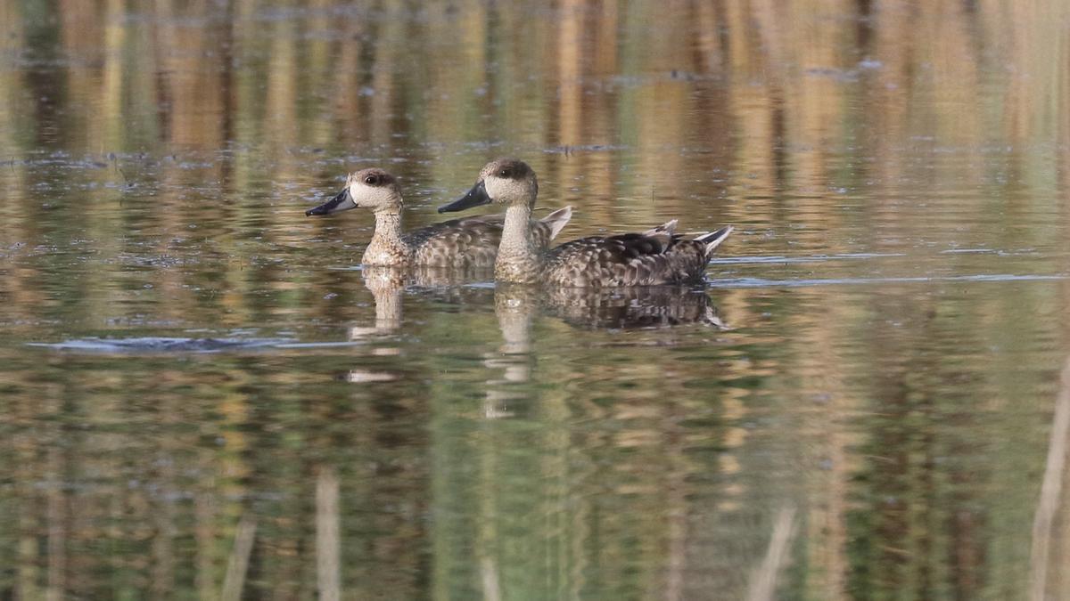 Una pareja de cercetas pardillas en El Hondo de Elche y Crevillent