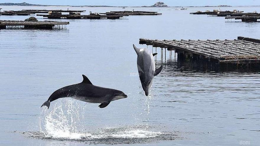 Delfines mulares interactuando entre bateas en la ría de Arousa. // BDRI