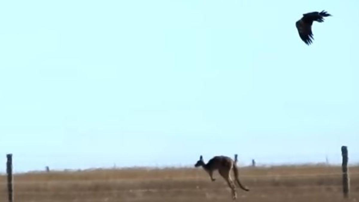 Canguro atacado por un águila