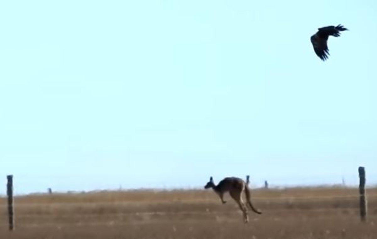 Canguro atacado por un águila