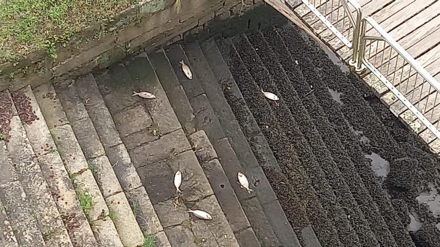 Vuelven a aparecer peces muertos en el río Lérez en Pontevedra