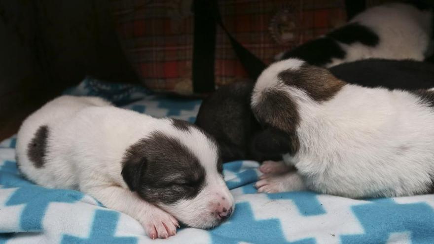 Asturias da el primer paso para evitar el sacrificio de animales en la región