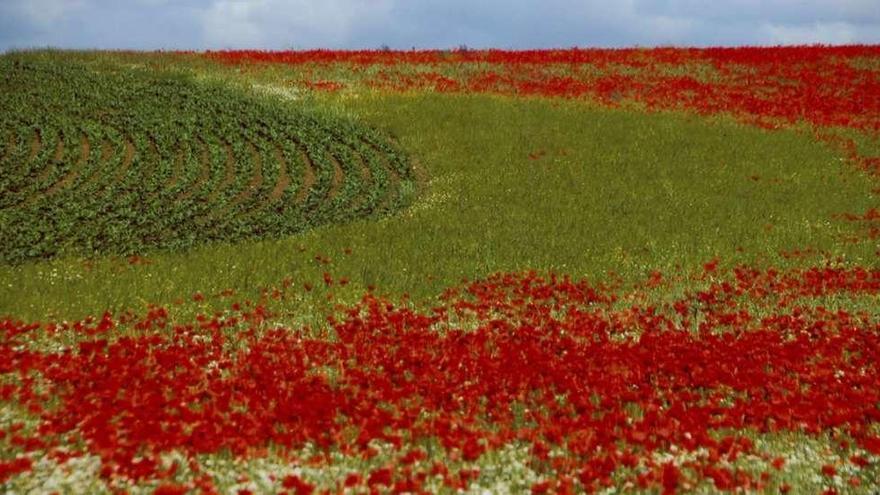 Paisaje primaveral.