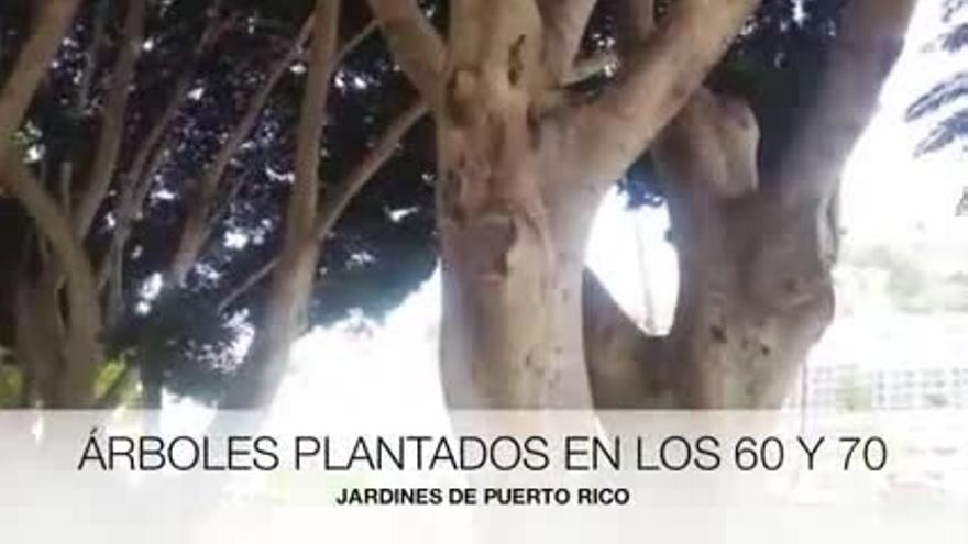 Denuncian una "tala indiscriminada" en el parque de Puerto Rico