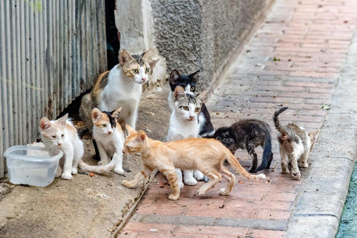 Gatos callejeros en Benidorm (Alicante).