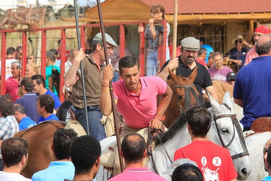 Toros bravos en Vadillo de la Guareña