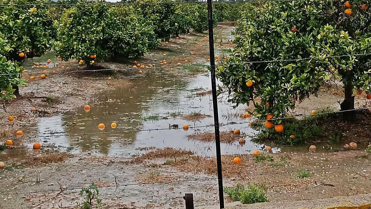 Un campo de naranjos incapaz deabsorver el exceso de lluvia de noviembre. | LEVANTE-EMV