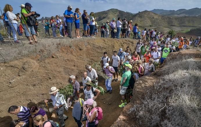 16/09/2017 STA. MARÍA DE GUÍA .Bajada 2017 de La Rama de Las Marías , desde Montaña Alta. FOTO: J.PÉREZ CURBELO