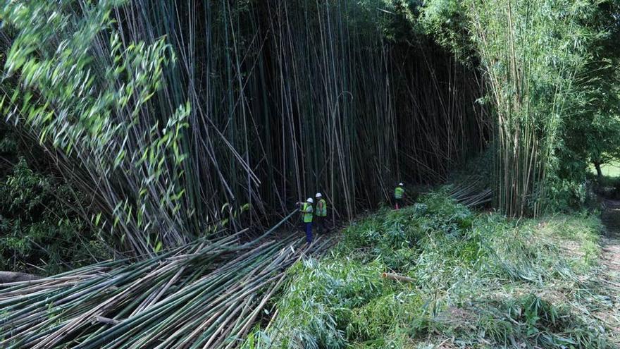 Comienza la tala del bosque de bambú de Sebrayu, único en Villaviciosa