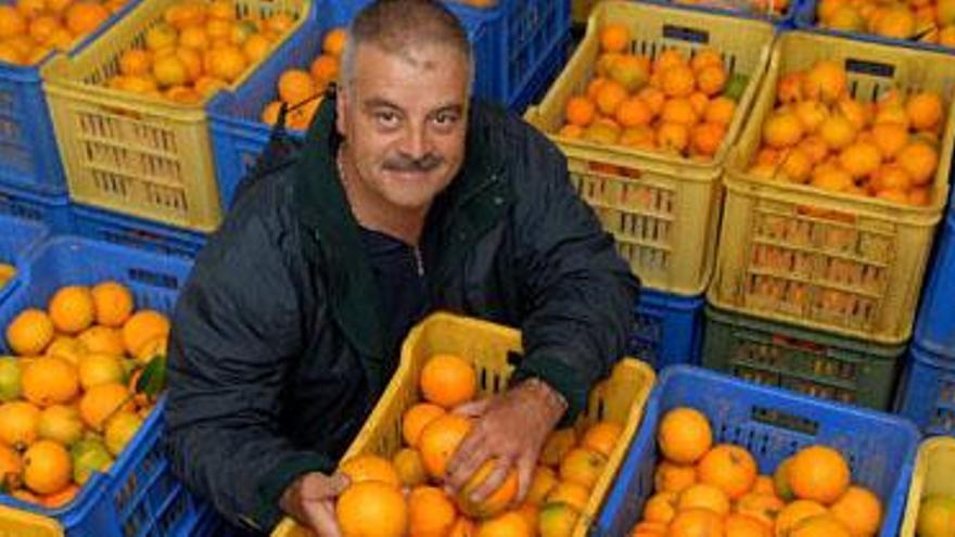 José Guerra, días atrás, rodeado de naranjas en una de sus cámaras frigoríficas, en la Finca La Herradura. i SANTI BLANCO