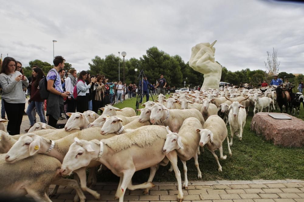 Ovejas y cabras atraviesan el campus