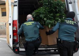 La Guardia Civil desmantela una plantación ilegal de marihuana en Las Torres.