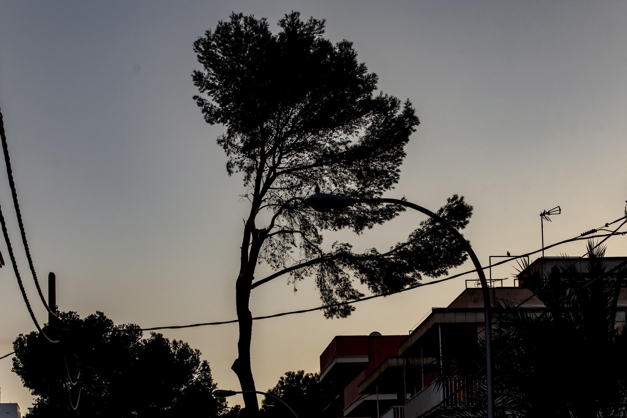 Los vecinos lamentan el "exterminio masivo" de árboles en la calle Pins de Can Pastilla