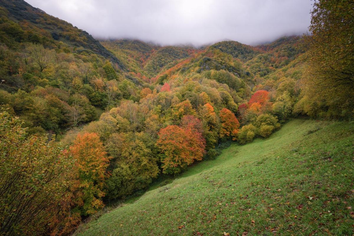 Este es uno de los pocos bosques autóctonos que se conservan en la Devesa da Rogueira