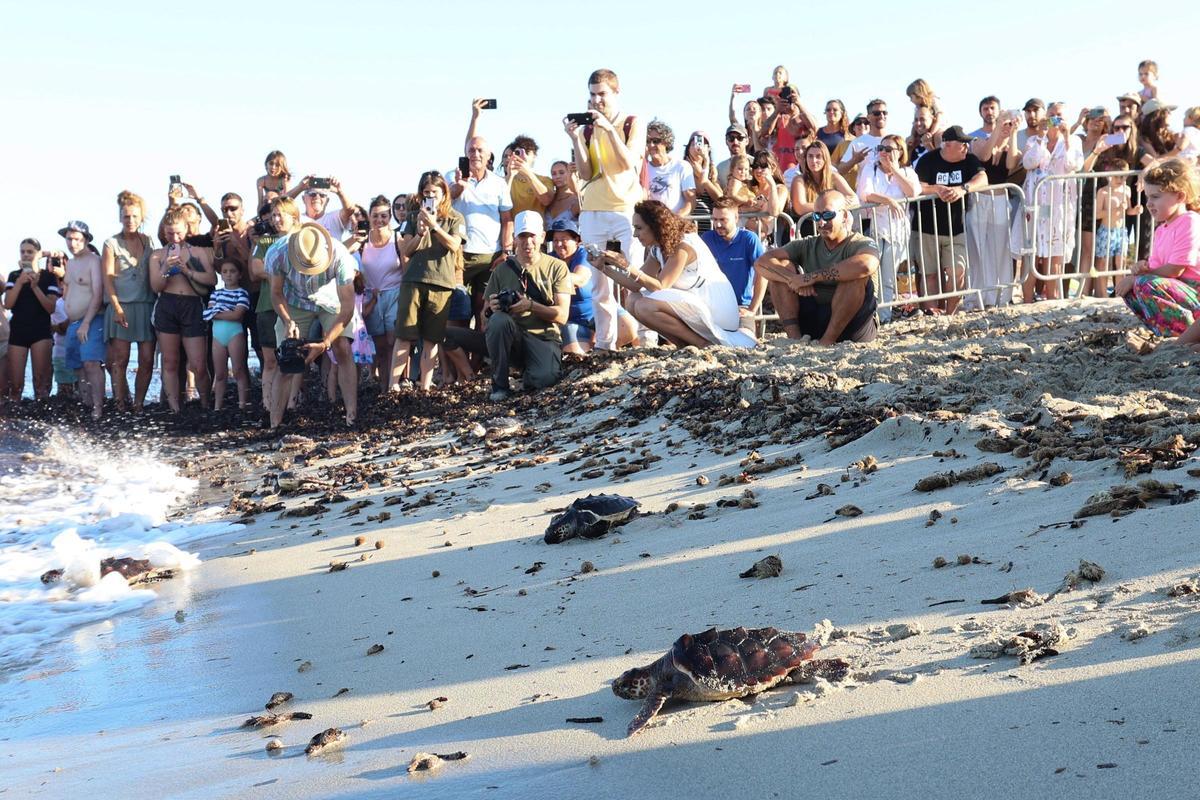 Las tortugas de Ibiza vuelven al mar tras un año Las tortugas de Ibiza vuelven al mar tras un año