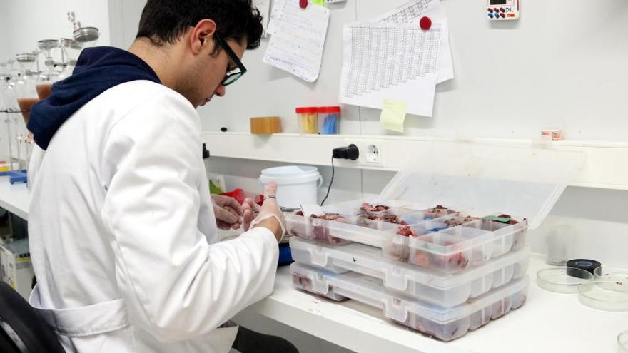 Un treballador del laboratori de l&#039;empresa Senglar de Girona analitzant carn.