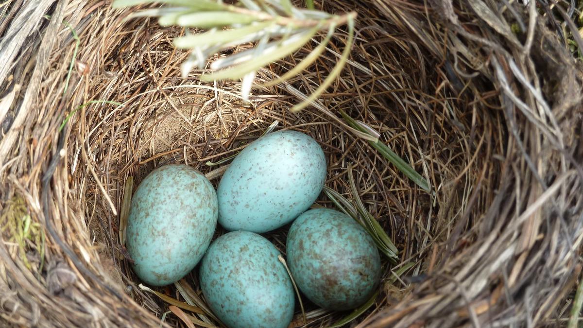 Las aves ponen sus huevos casi un mes antes que hace un siglo - Información