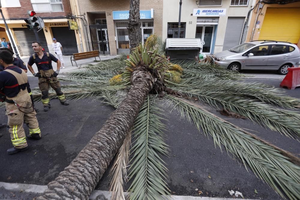 Una palmera se desploma en el Cabanyal