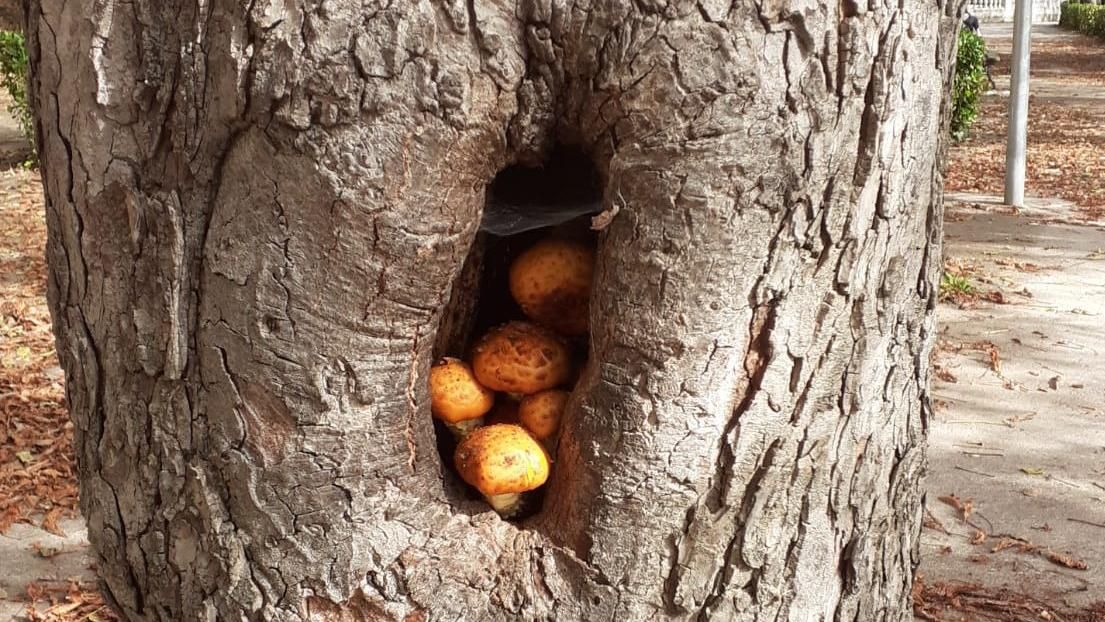 Curiositats de la natura, bolets a Berga.