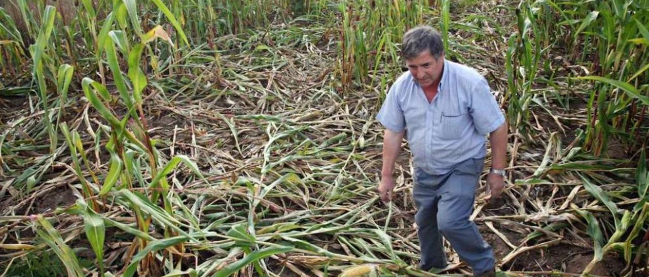 Antonio González, ayer, en una de sus fincas en Gresanda dañadas por jabalíes en días pasados. // Bernabé/Luismy