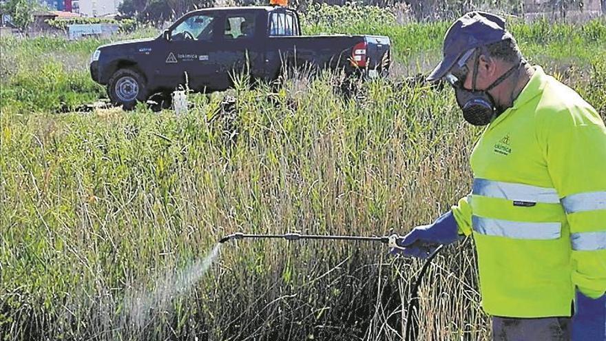 Las últimas lluvias pueden causar la proliferación de mosquitos en verano