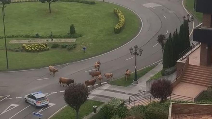 Ganado sin control en plena ciudad