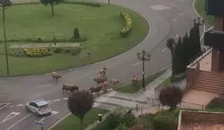 Ganado sin control en plena ciudad