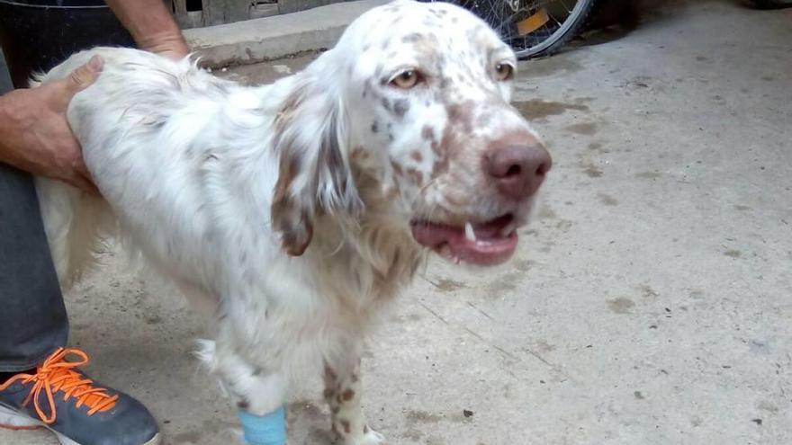 Condenado por arrojar a su perro enfermo a un contenedor de basuras en Pollença