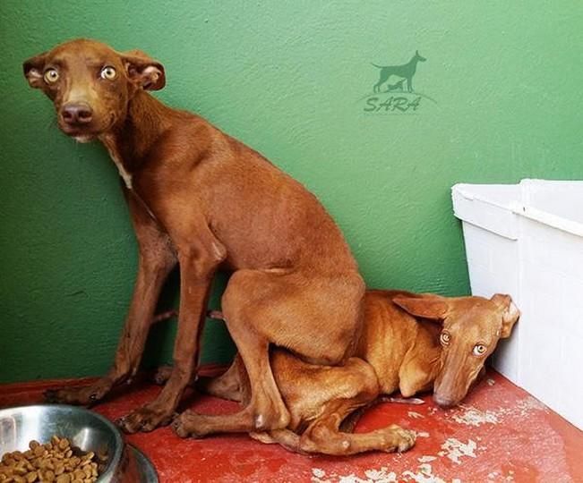 El Seprona rescata cinco podencos atados y sin comida en Tías