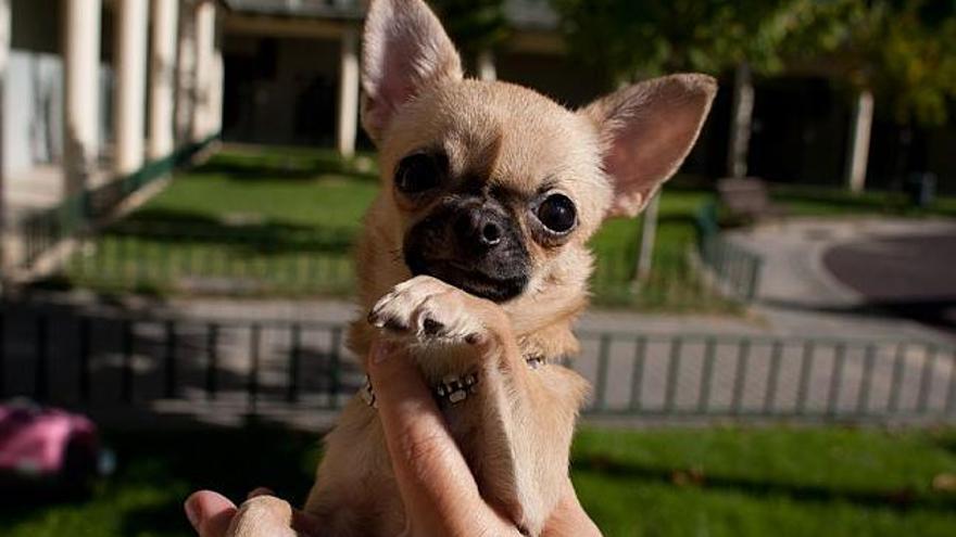 «Luna», la perra chihuahua que ha conseguido el primer premio de belleza en Castilla y León.