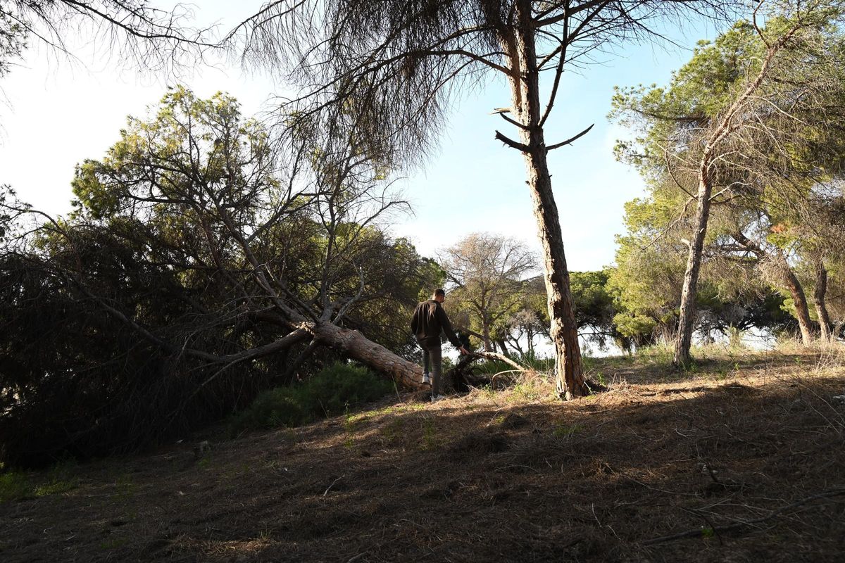 Estado de los pinos en la pinada de las dunas de La Marina (Elche)