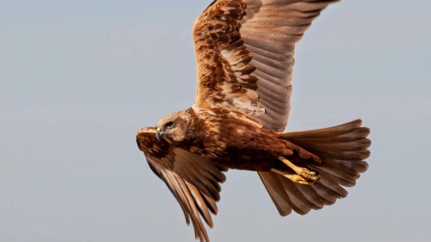 El aguilucho lagunero sale del peligro de extinción