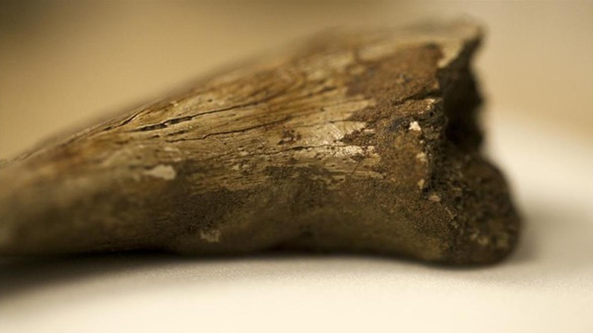 Uno de los huesos fósiles en los que se han observado las curiosas estructuras