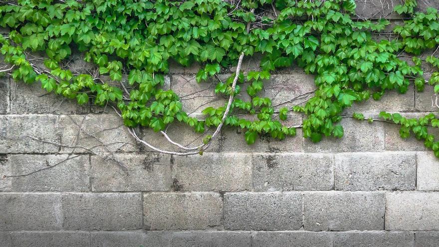 La hiedra es una planta trepadora ideal para cubrir muros y paredes