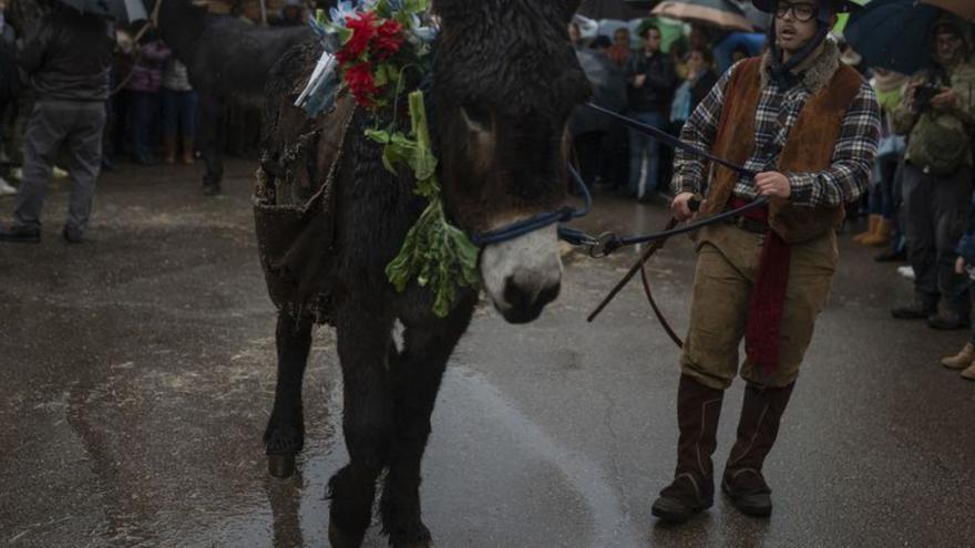 Los cencerros vuelven a “tronar” en Abejera