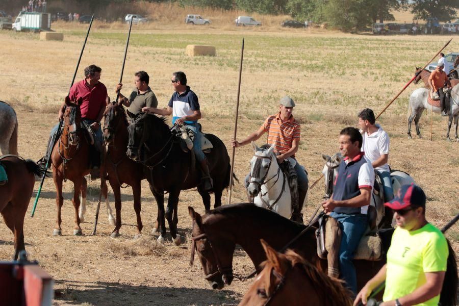 Fiestas en Zamora: Encierro en El Pego