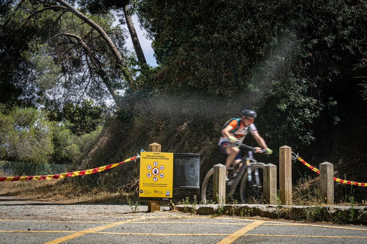 Un ciclista accede a una zona cerrada al público por las restricciones establecidas para prevenir la propagación de la peste porcina africana en el parque natural de Collserola. Barcelona, 14 de julio de 2026. AUTOR: Manu Mitru | EPC