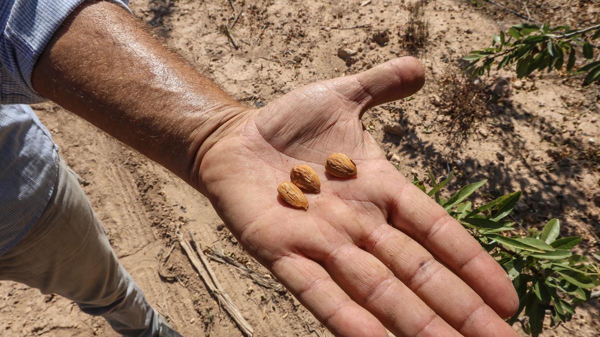 Primer plano de la almendra fresca local, que tiene que venderse a precio de producto caduco.