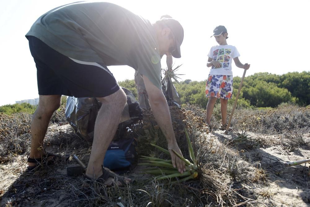 Limpieza de plantas invasoras en la Devesa del Saler