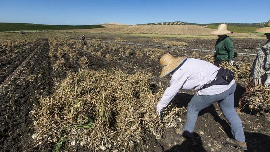 La Junta amplía los incentivos para incorporar jóvenes a la agricultura